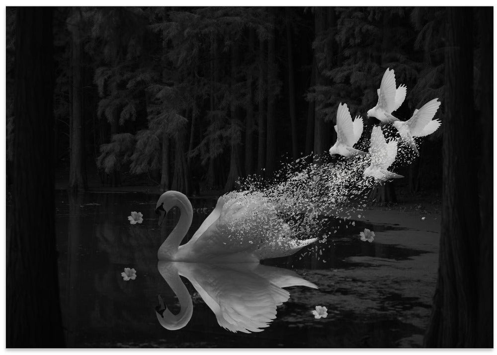 Swan
