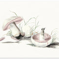 Hand Drawn Field Mushroom