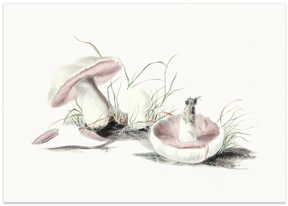 Hand Drawn Field Mushroom