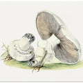 Hand Drawn Horse Mushroom