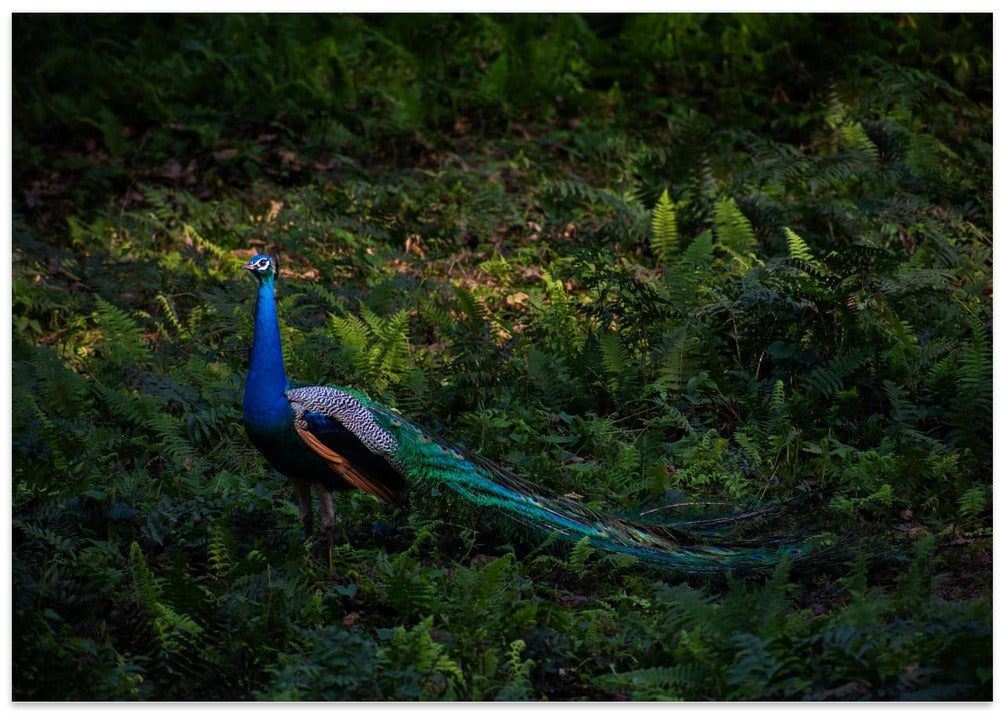 iridescence