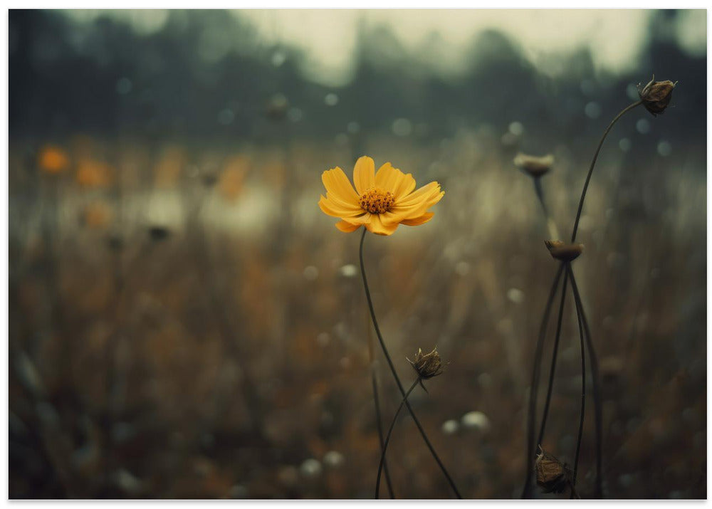 Solitary Bloomers