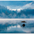 Misty Morning