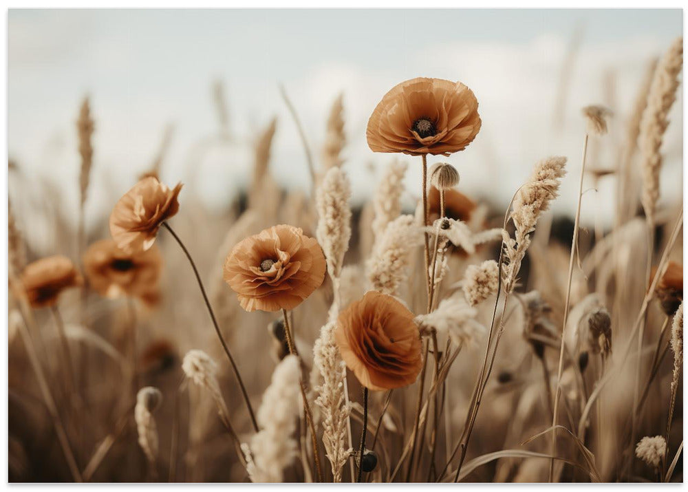 Poppies in Breeze