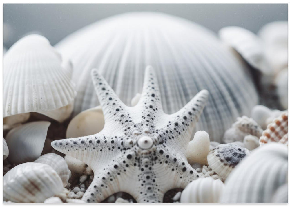 Seashell Symphony