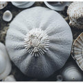 Seashell Symphony