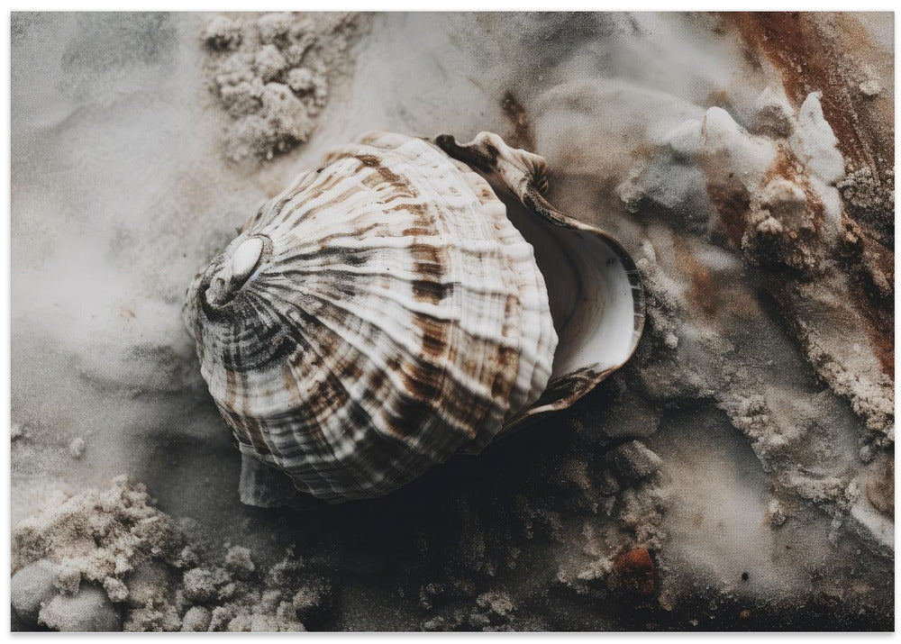 Seashell Serenity
