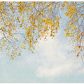 Silver Birch Leaves On Blue Sky