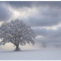 Cold morning