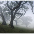 Morning mist