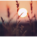 Sunlit Whispers