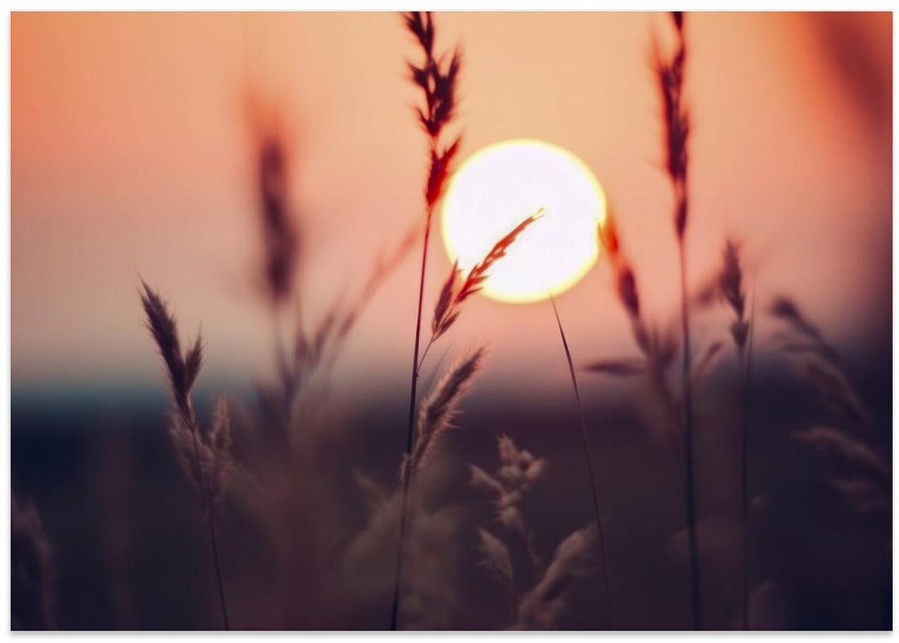 Sunlit Whispers