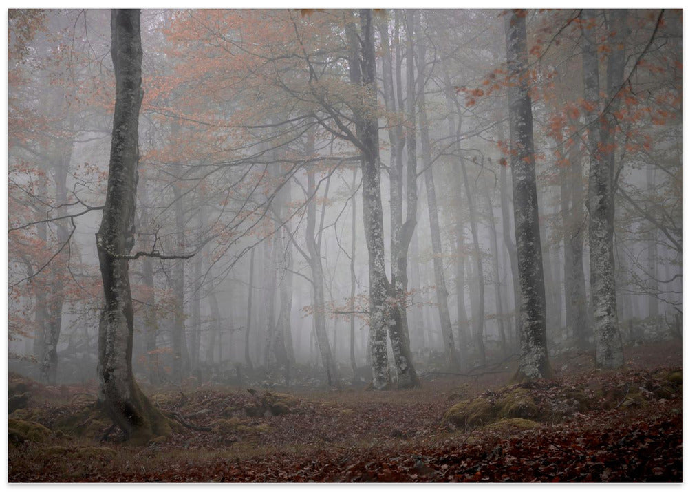 Fog and forest