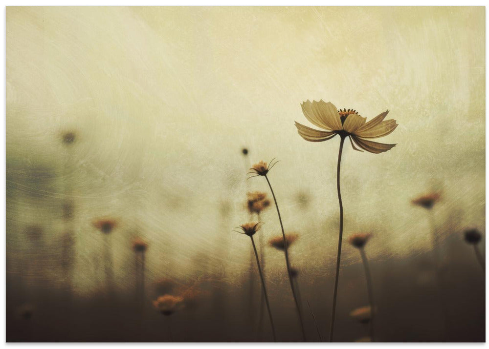 Whispers of Petals