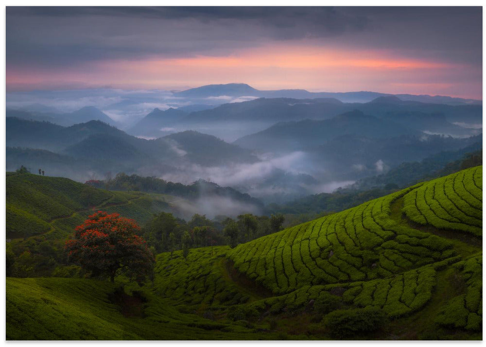 The Hills are Alive
