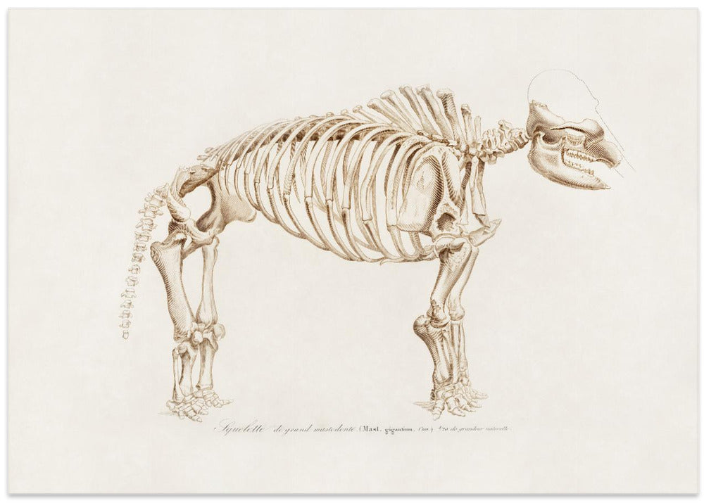 Mamoth (mammut)