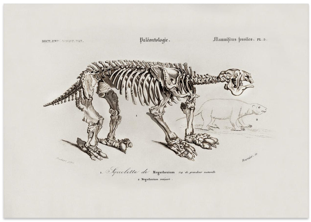 Megatherium