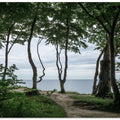 Forest At the Sea 2