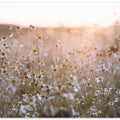 Summer Morning 7