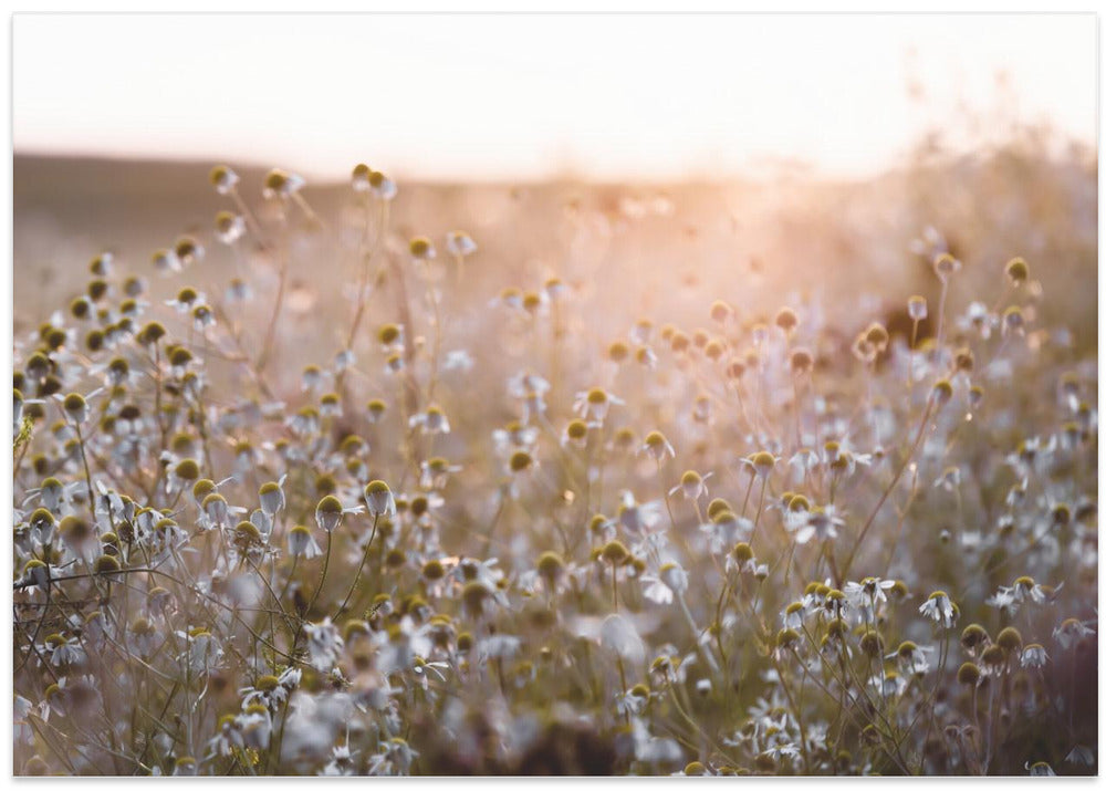 Summer Morning 7
