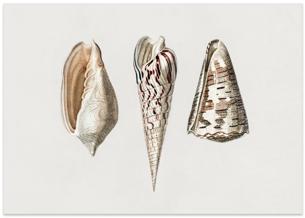 Three Mollusks Crop