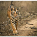 Tiger Cub