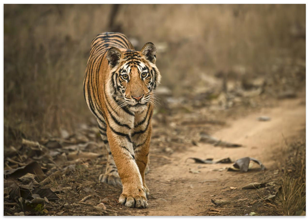 Tiger Cub