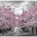 Charming cherry blossom alley