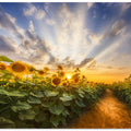 Path through the sunflower field