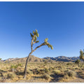 Joshua Tree National Park Impression