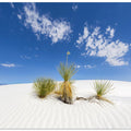 White Sands Impression