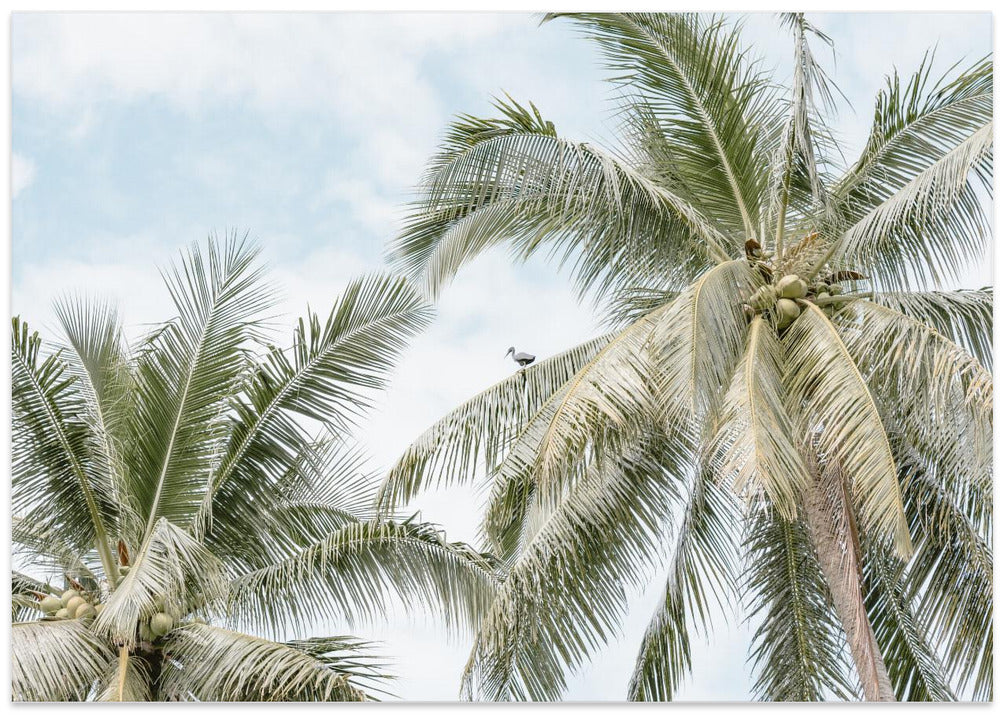 Palm tree with bird