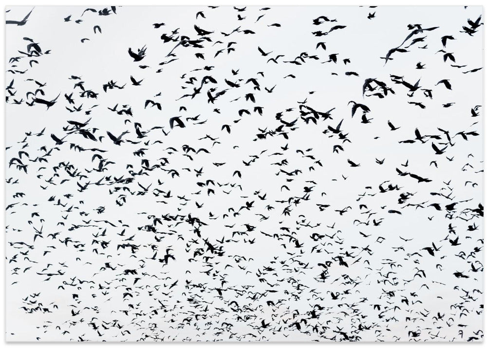 Birds in the sky