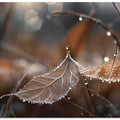 Leafsonground