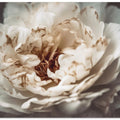 Art Prints of Nostalgicnatureno21