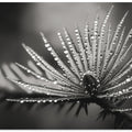 Dewy Elegance