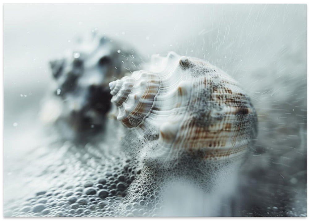 Shells in Ocean Mist