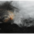 Whispering Shell