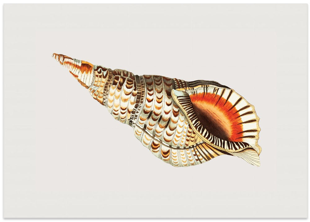 Tritonian Murex