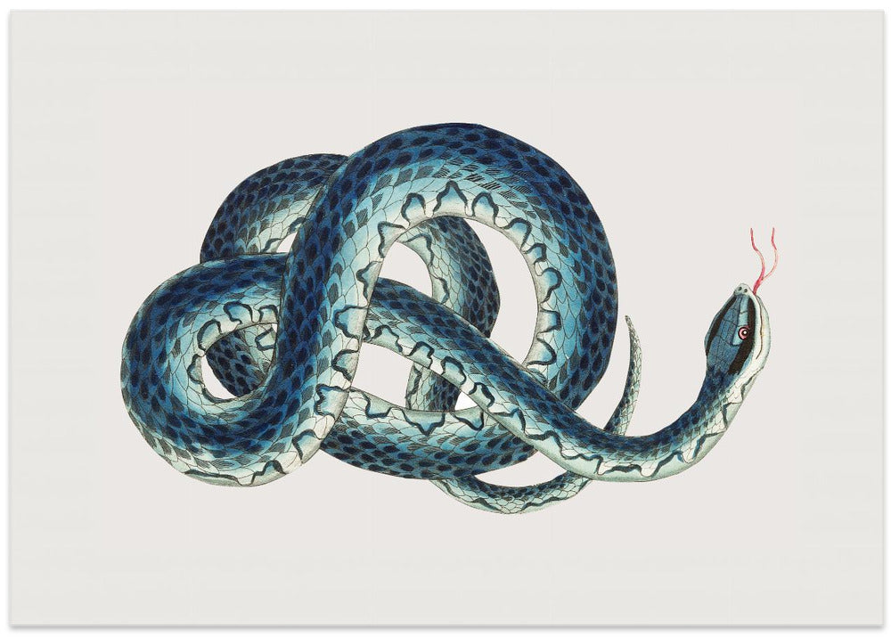 Fasciated Snake