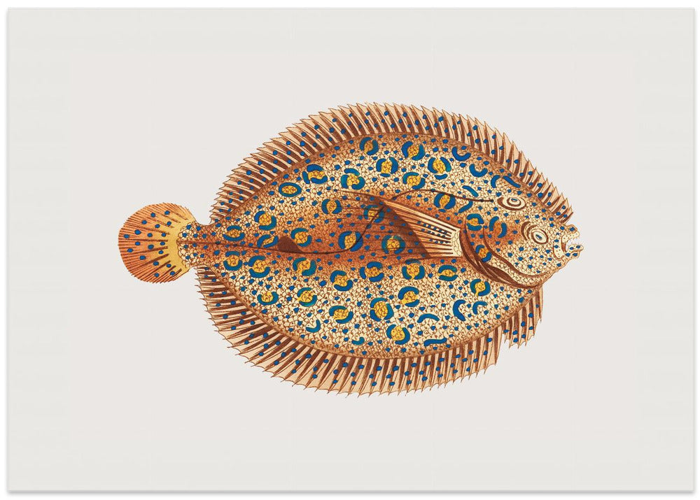 Argus Flounde