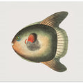 Short Sun Fish