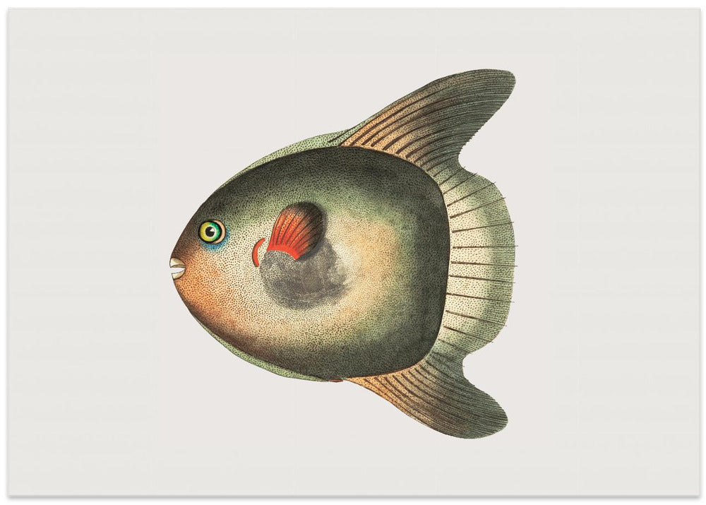 Short Sun Fish
