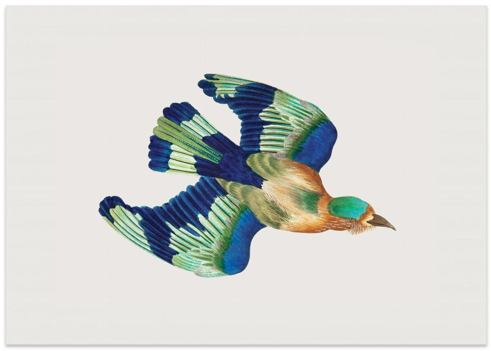 Ceylonese Roller