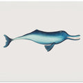 Gangetic Dolphin