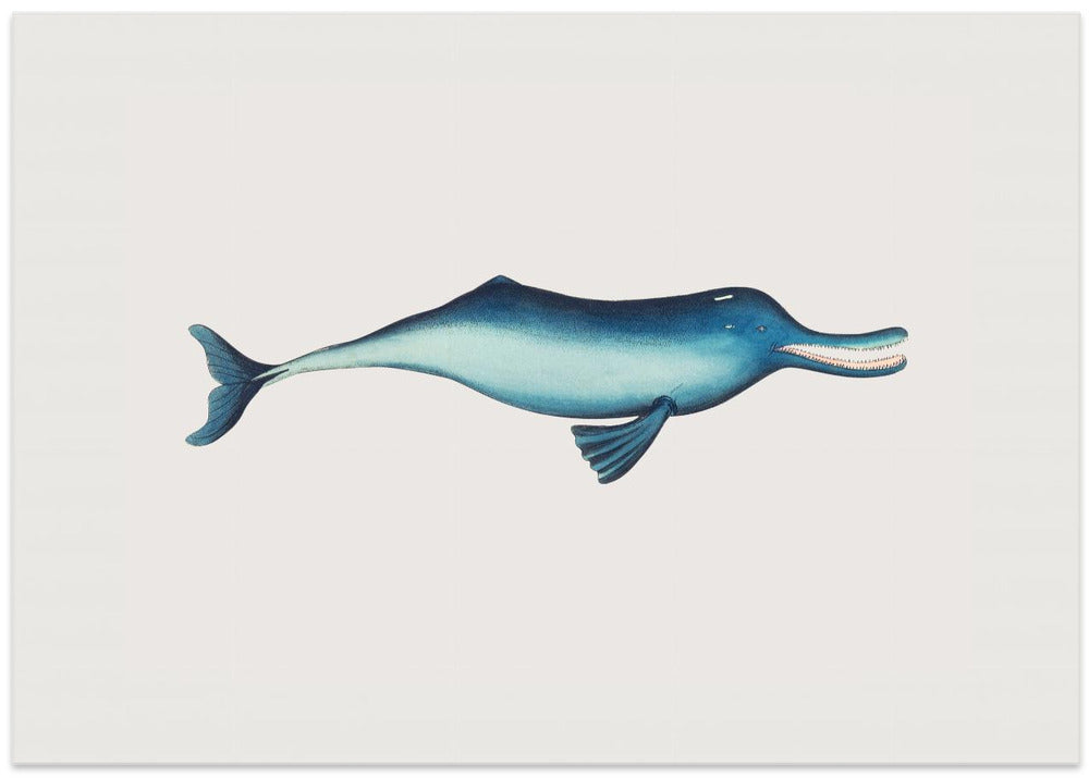 Gangetic Dolphin