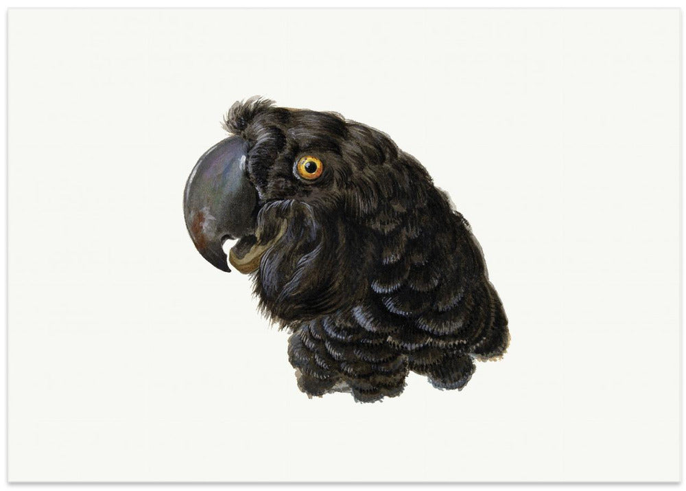Cockatoo