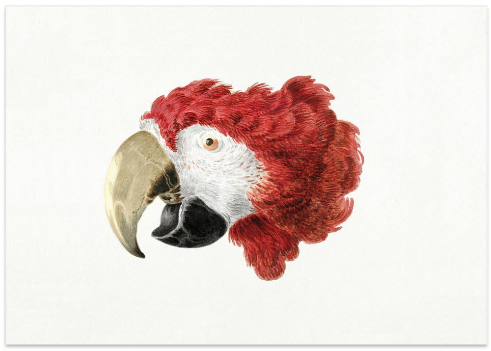 Macaw
