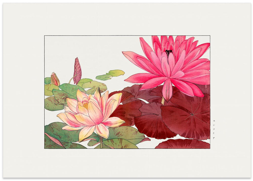 Nymphaea Lotus