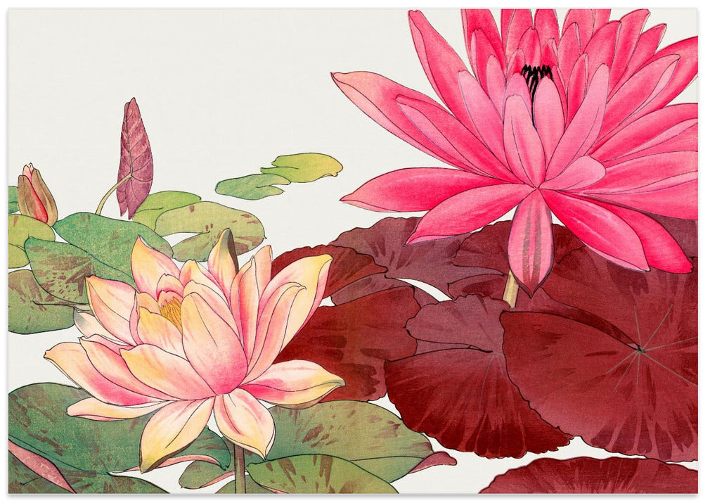 Nymphaea Lotus No.2